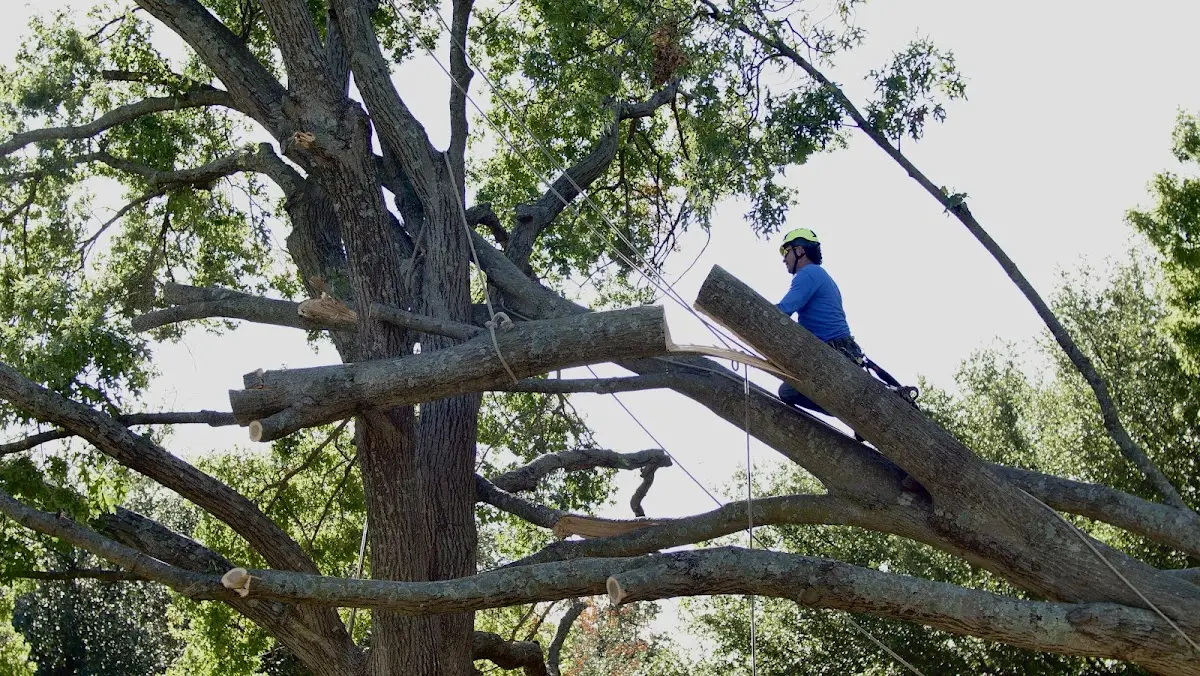 Professional Hazardous Tree Removal performed by certified arborists in Falkland