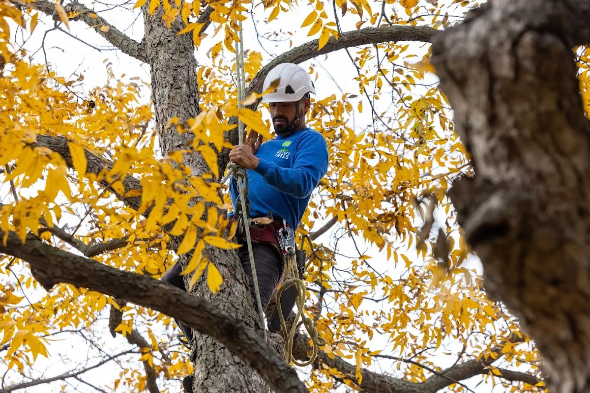 Skilled Emergency Tree Service crew working in Falkland